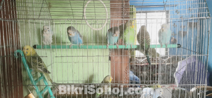 বাজরিগর পাখি